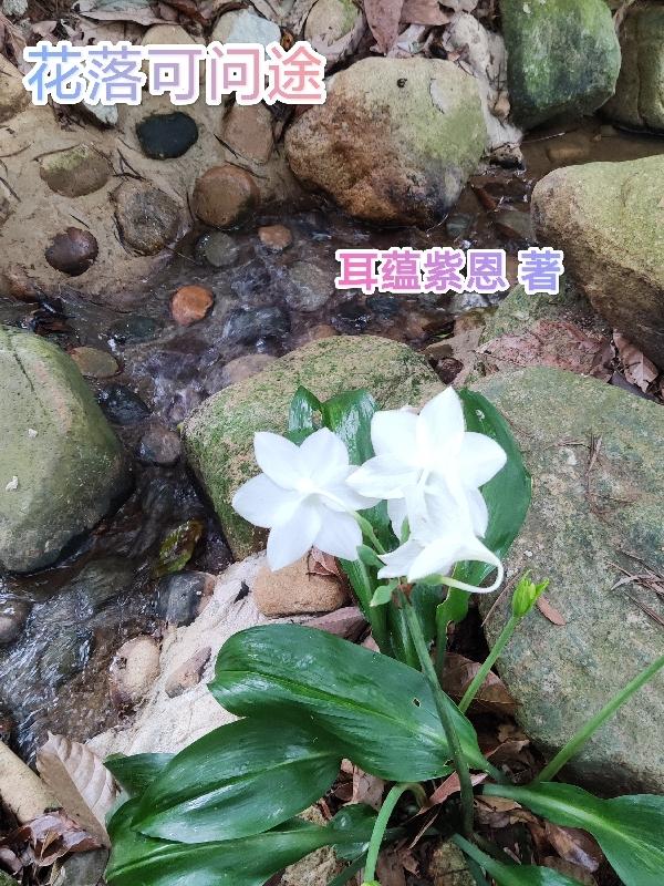 花落伴君途全集